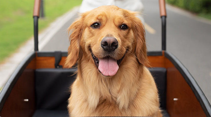 cargo bike with dogs